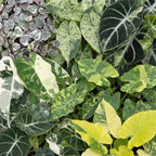6x Baby Variegata Mix - Various colours - Tropical - incl. Linnea Honey - Ø6cm - ↕10-15cm