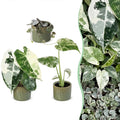 3x Baby Variegata Mix - Various colours - Tropical - incl. Linnea Olive - Ø6cm - ↕10-15cm
