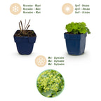 Green boutiQ - Stauden - Alchemilla mollis - Frauenmantel - Bodendeckend - Gelb - 24 Pflanzen - Topf 11cm - Höhe 15-25cm