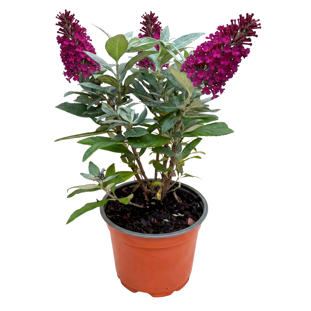 Green boutiQ - Plante de jardin - Buddleja davidii Butterfly Candy Little Ruby - Arbre aux papillons - Compact - Rouge - 1 Plante - Pot 12cm - Hauteur 20-25cm