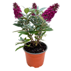 Green boutiQ - Plante de jardin - Buddleja davidii Butterfly Candy Little Ruby - Arbre aux papillons - Compact - Rouge - 1 Plante - Pot 12cm - Hauteur 20-25cm