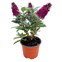 Green boutiQ - Tuinplant - Buddleja davidii Butterfly Candy Little Ruby - Vlinderstruik - Compact - Rood - 1 Plant - Pot 12cm - Hoogte 20-25cm