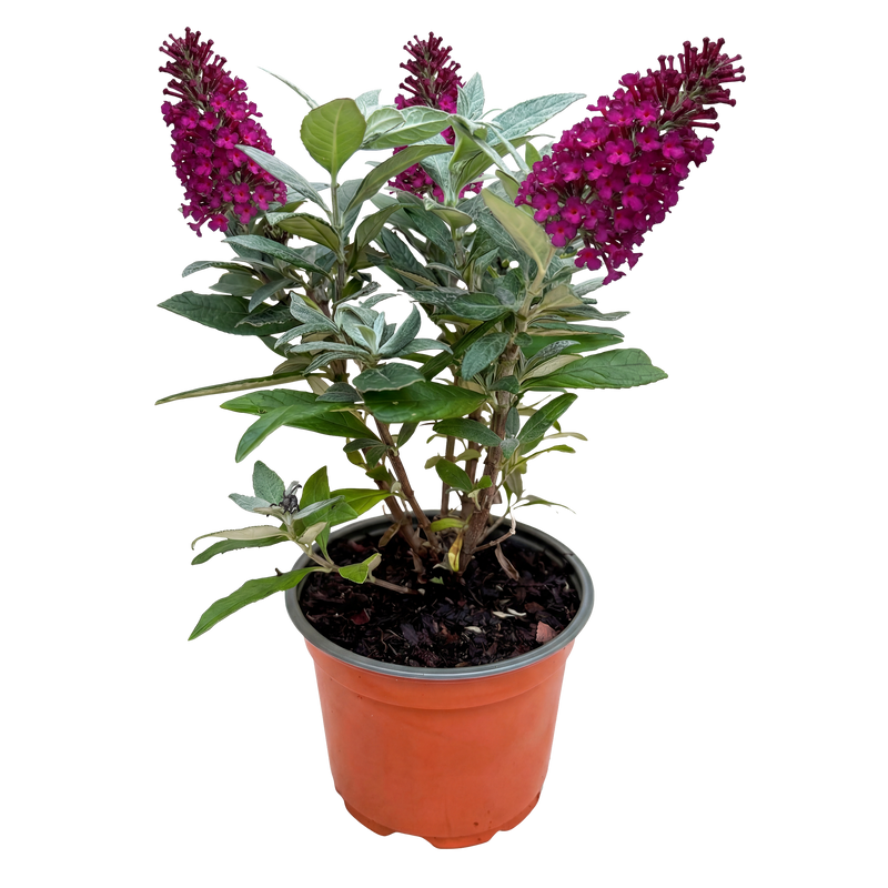 Green boutiQ - Tuinplant - Buddleja davidii Butterfly Candy Little Ruby - Vlinderstruik - Compact - Rood - 1 Plant - Pot 12cm - Hoogte 20-25cm