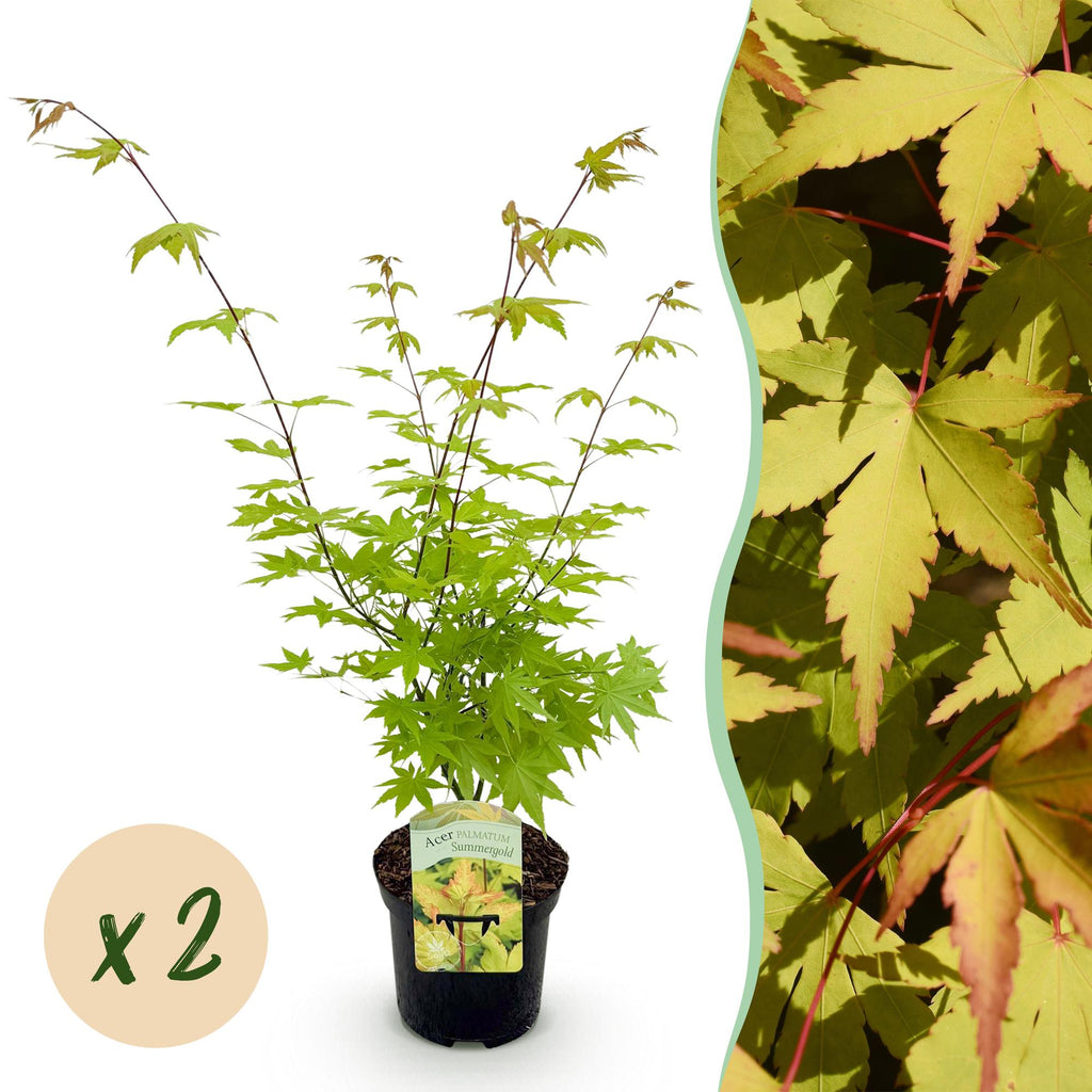 Green boutiQ - Plante de terrasse - Érable du Japon - Acer palmatum Summergold - Jaune - 2 Plantes - Caduc - Pot 19cm Hauteur 70cm