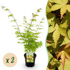 Green boutiQ - Plante de terrasse - Érable du Japon - Acer palmatum Summergold - Jaune - 2 Plantes - Caduc - Pot 19cm Hauteur 70cm