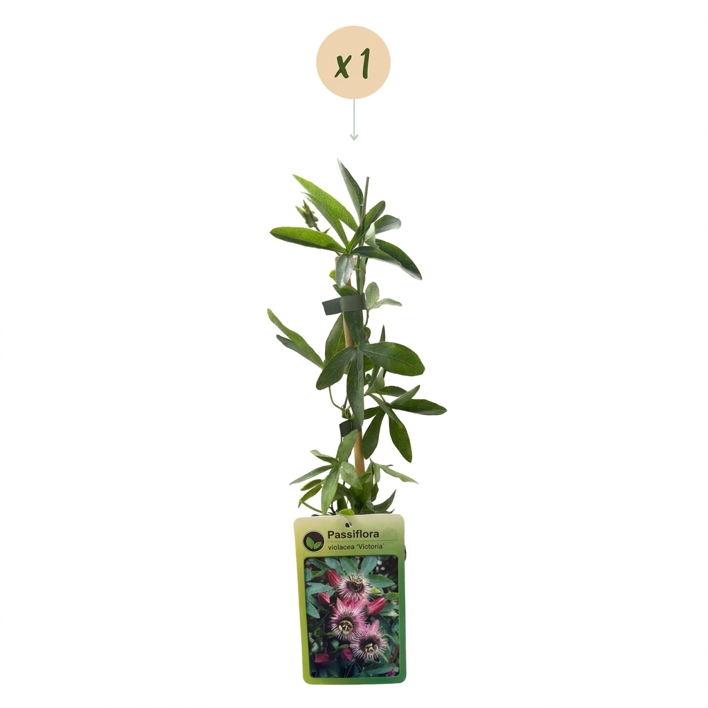 Passiflora Victoria - Victoria passionflower - Red - Pink - Climber - Ø9cm - ↕35cm