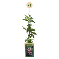 Passiflora Victoria - Victoria passionflower - Red - Pink - Climber - Ø9cm - ↕35cm
