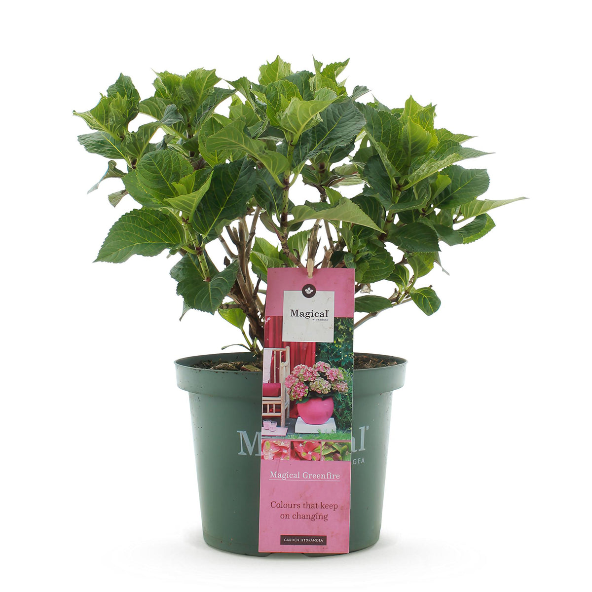 Green boutiQ - Plante de terrasse - Hortensia - Hydrangea Magical Green Fire - Rose Vert - 6-10 fleurs - Pot 23cm Hauteur 55cm