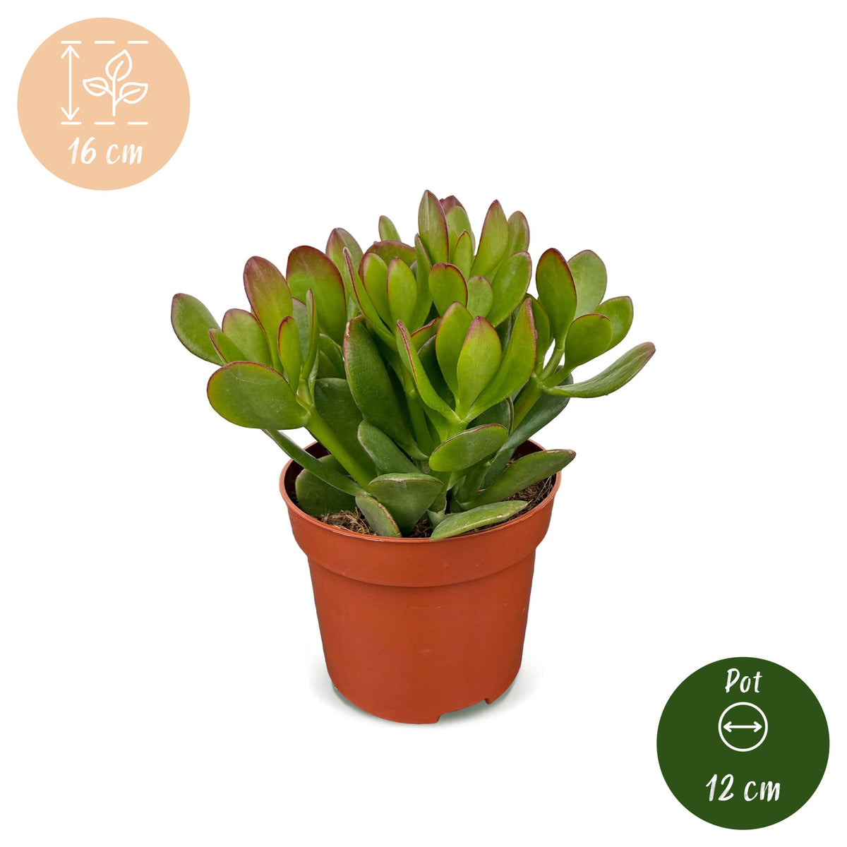 6x Crassula Ovata - Jade plant - Green - Succulent/cactus - Ø12cm - ↕16cm