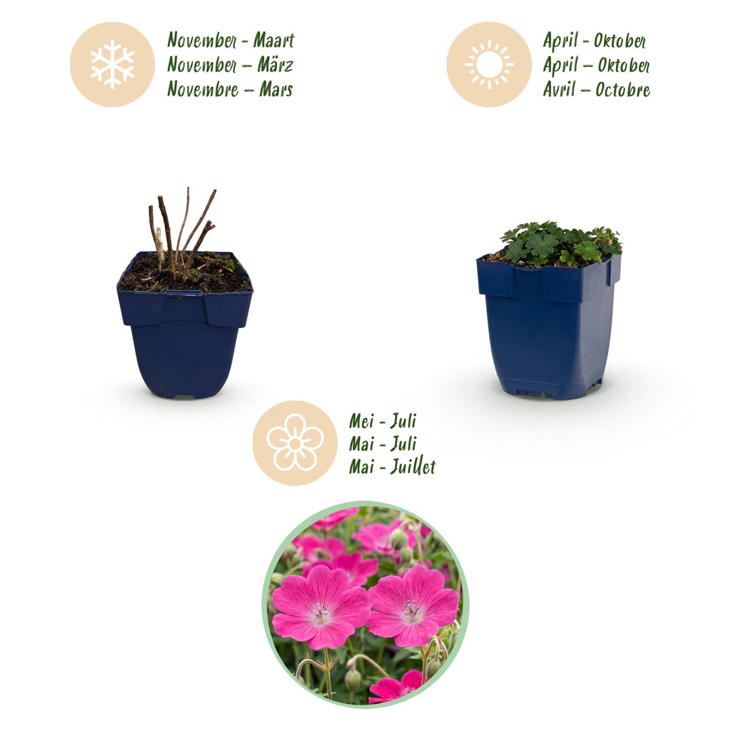 Green boutiQ - Stauden - Geranium sang. Max Frei - Storchschnabel - Bodendeckend - Rosa - 12 Pflanzen - Topf 11cm - Höhe 15-25cm