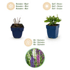Green boutiQ - Stauden - Salvia Tricolor - Salbei - Duftend - Lila - Rosa - Weiß - 12 Pflanzen - 11 cm Topf - Höhe 15-25 cm