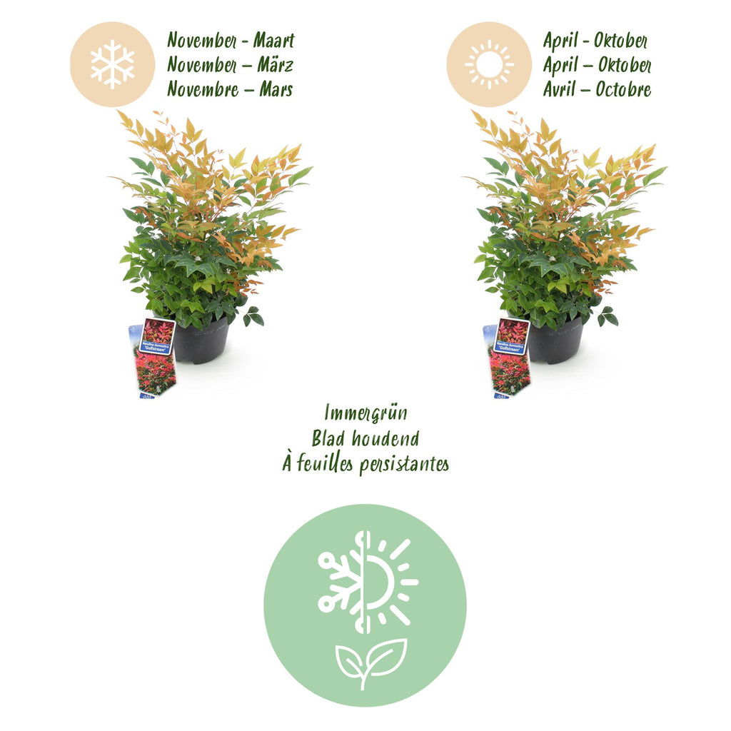 Green boutiQ - Plante de jardin - Nandina Gulfstream - Orange - 2 plantes - Persistant - Peu d'entretien - Pot 17cm Hauteur 45cm