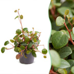 Peperomia Pepperspot - Pepper Spot Peperomia - Green - Red - Tropical - Ø6cm - ↕10cm