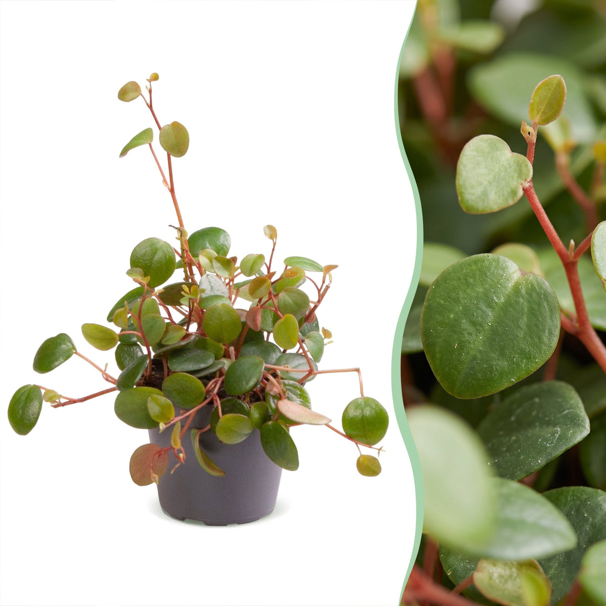 Peperomia Pepperspot - Pepper Spot Peperomia - Green - Red - Tropical - Ø6cm - ↕10cm