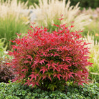 Green boutiQ - Plante d'extérieur - Nandina Blush Pink - Rose foncé - 1 plante - Persistant - Peu d'entretien - Pot 17cm Hauteur 40cm