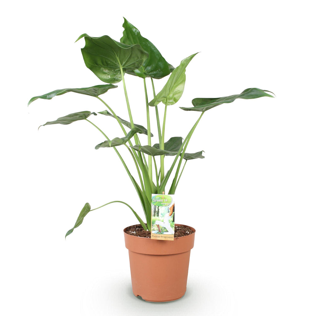 Green BoutiQ - Green is... Plantes d'intérieur - Alocasia Cucullata - Main de Bouddha - Entretien facile - Vert - 1 plante - Pot 21 cm - Hauteur 65-70 cm