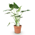 Green BoutiQ - Green is... Plantes d'intérieur - Alocasia Cucullata - Main de Bouddha - Entretien facile - Vert - 1 plante - Pot 21 cm - Hauteur 65-70 cm
