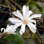 Green boutiQ - Plante de jardin - Magnolia stellata - Fleur blanche - 3 plantes - Caduc - Peu d'entretien - Pot 12 cm Hauteur 30 cm
