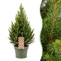 Picea glauca Conica - Dwarf Alberta Spruce - Green - Christmas tree - Ø19cm - ↕65cm