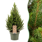 Picea glauca Conica - Dwarf Alberta Spruce - Green - Christmas tree - Ø19cm - ↕65cm