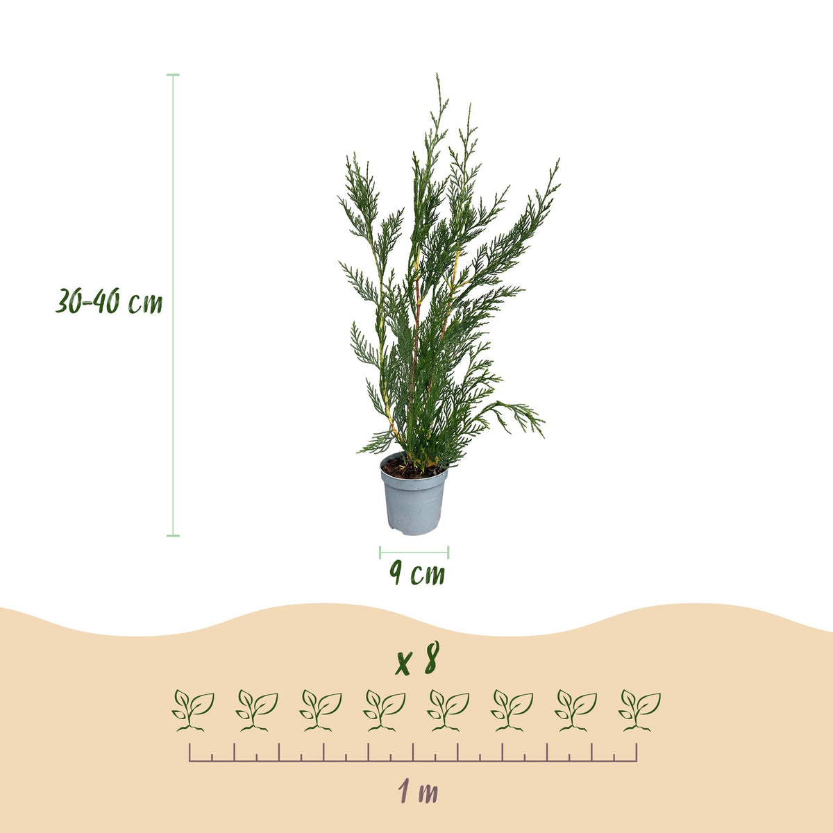Green boutiQ - 40x Cupressocyparis leylandii 2011 - Leylandii - Haagplanten - Groenblijvend - Groen - Pot 9cm - Hoogte 30-40cm