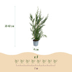 Green boutiQ - 40x Cupressocyparis leylandii 2011 - Cyprès de Leyland - Plantes de haie - Persistant - Vert - Pot 9cm - Hauteur 30-40cm
