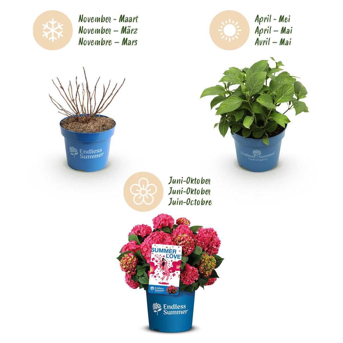 Green boutiQ - Tuinplant - Hydrangea Endles Summer Summer Love Red - Hortensia - Winterhard - Rood - 4 Planten - Pot 14cm - Hoogte 20-25cm