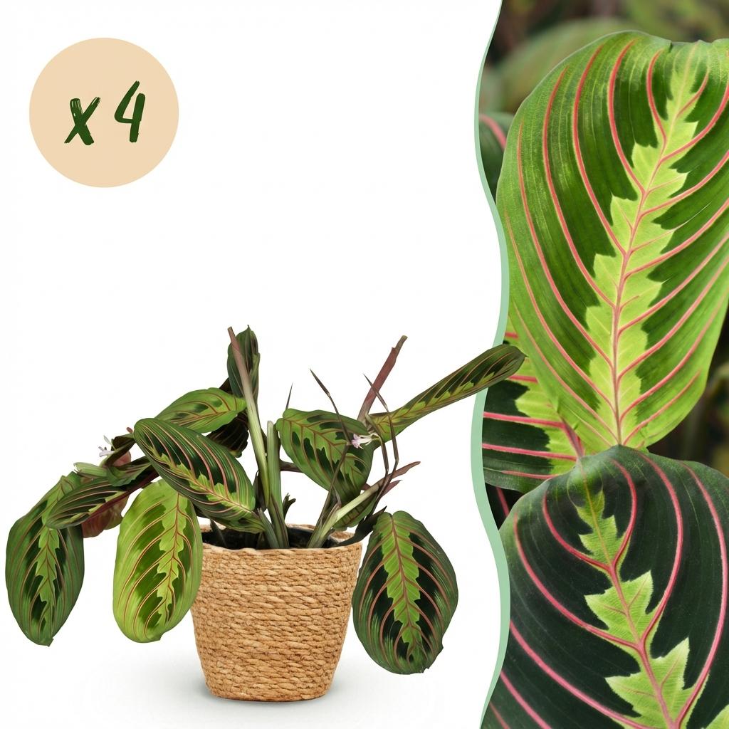 Green boutiQ - Zimmerpflanze - Maranta Fascinator Tricolor - Gebetspflanze - Haustierfreundliche Pflanze - Grün - 4 Pflanzen - mit Korb - Topf 12cm - Höhe 25cm