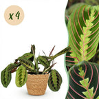 Green boutiQ - Zimmerpflanze - Maranta Fascinator Tricolor - Gebetspflanze - Haustierfreundliche Pflanze - Grün - 4 Pflanzen - mit Korb - Topf 12cm - Höhe 25cm