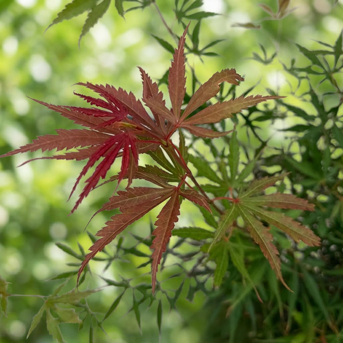 Green boutiQ - Plante de jardin - Acer palmatum Jerre Swarts - Érable du Japon - Caduc - Orange-Rouge - 1 - Pot 26cm - Hauteur 90cm