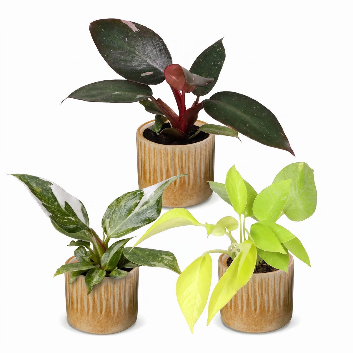 3x Baby Philodendron Tricolour - White - Pink - Yellow - Green - Tropical - incl. Linnea Honey - Ø6cm - ↕10-15cm