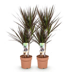Green BoutiQ - Le vert, c'est... Plantes d'intérieur - Dracaena Magenta - Dragonnier - Peu d'entretien - Vert - 2 Plantes - Pot 17cm - Hauteur 70-80cm