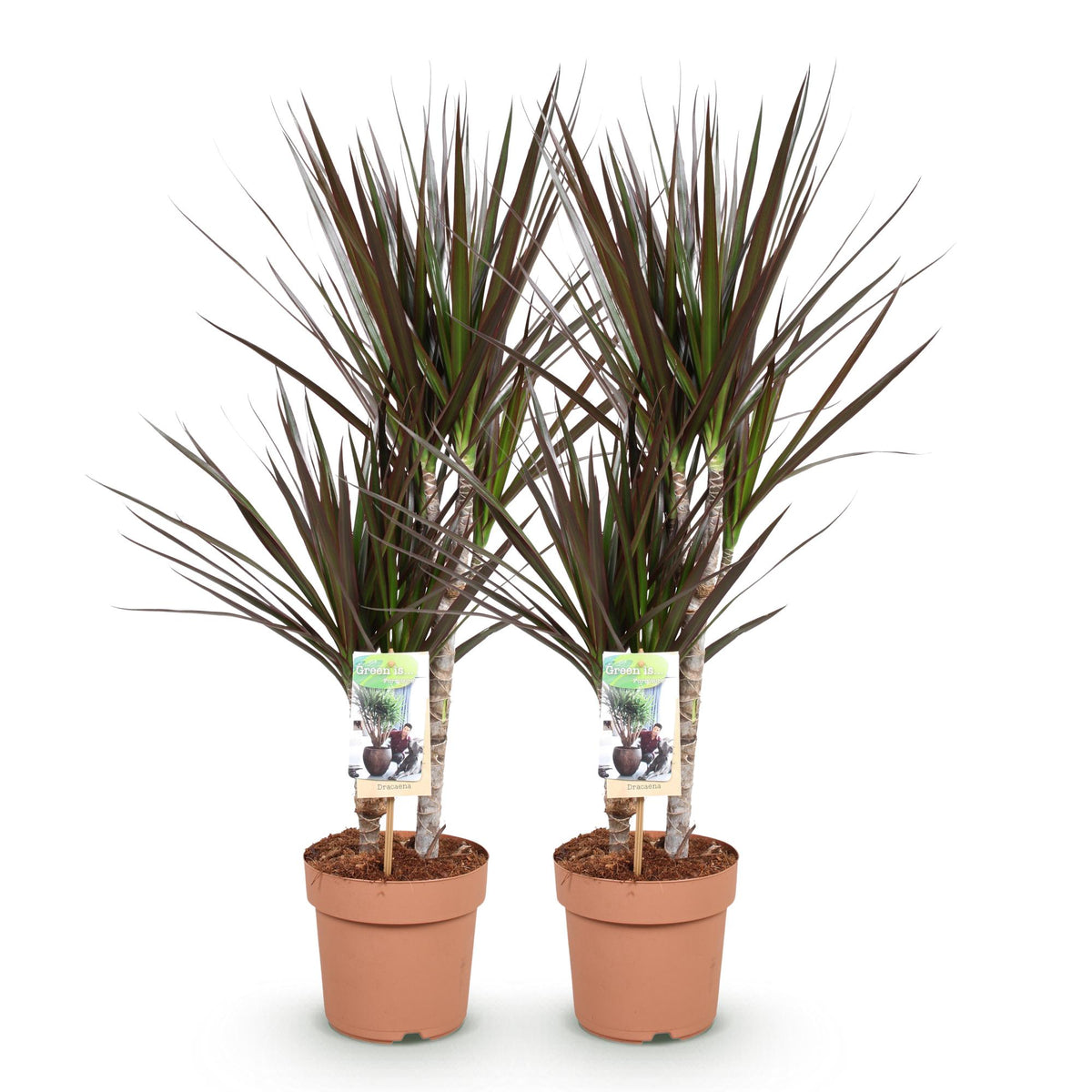 Green BoutiQ - Le vert, c'est... Plantes d'intérieur - Dracaena Magenta - Dragonnier - Peu d'entretien - Vert - 2 Plantes - Pot 17cm - Hauteur 70-80cm