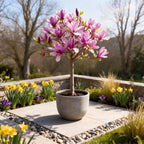 Green boutiQ - Plante sur tige - Magnolia Susan - Plante de terrasse - Caduc - Rustique - Fleur rose - Pot 19 cm Hauteur 90 cm