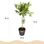 Green boutiQ - Plante sur tige - Magnolia stellata - Plante de terrasse - Caduc - Rustique - Fleur blanche - Pot 19cm Hauteur 90cm