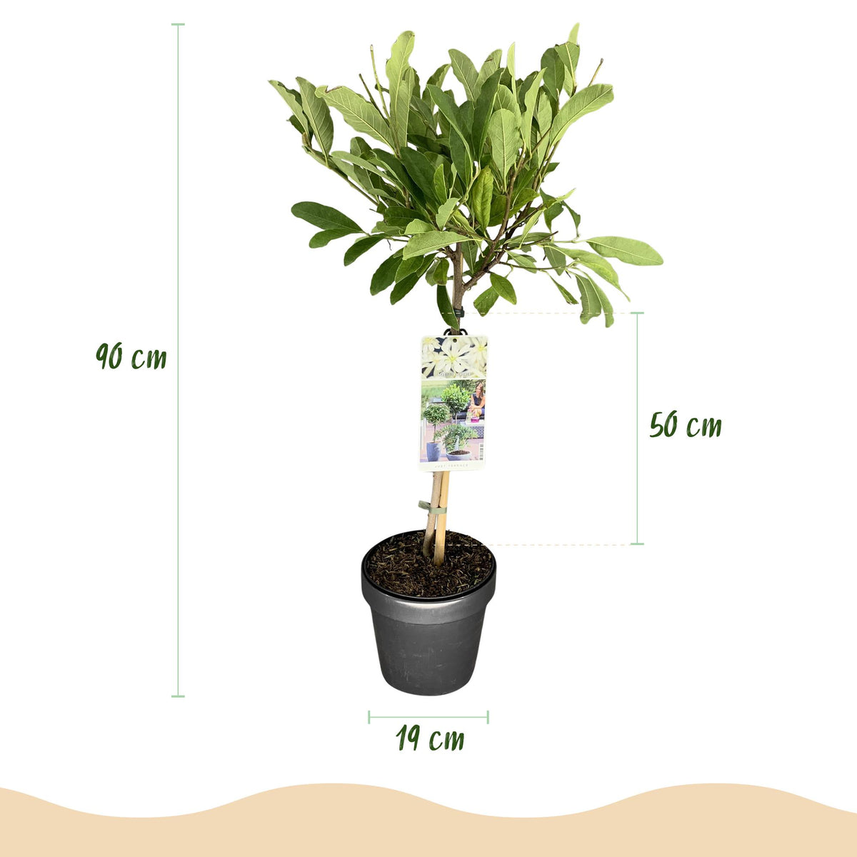 Green boutiQ - Plante sur tige - Magnolia stellata - Plante de terrasse - Caduc - Rustique - Fleur blanche - Pot 19cm Hauteur 90cm