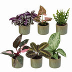 6x Baby Plants Surprise Box - Baby Plants Surprise Box - Various colours - Tropical - incl. Linnea Olive - Ø6cm - ↕5-15cm