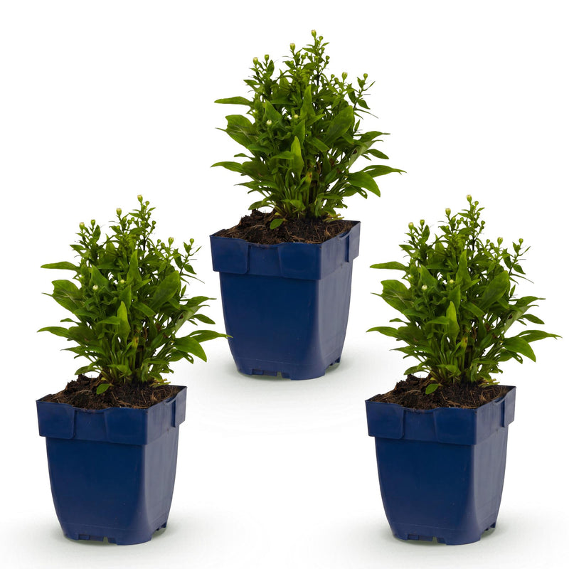 Green boutiQ - Vasteplant - Aster (D) Schneekissen - Zeeaster - Bijen en Vlinderlokkers - Wit - 3 Planten - Pot 11cm - Hoogte 15-25cm