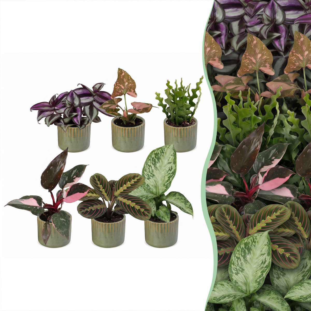 6x Baby Plants Surprise Box - Baby Plants Surprise Box - Various colours - Tropical - incl. Linnea Olive - Ø6cm - ↕5-15cm