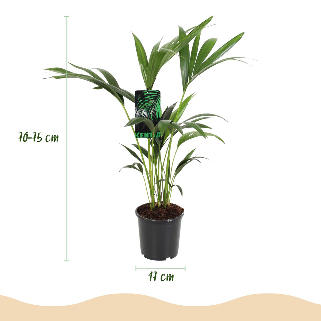 Green boutiQ - Zimmerpflanze - Howea Forsteriana - Kentia-Palme - Pflegeleicht - Grün - 2 Pflanzen - Topf 17cm - Höhe 70-75cm