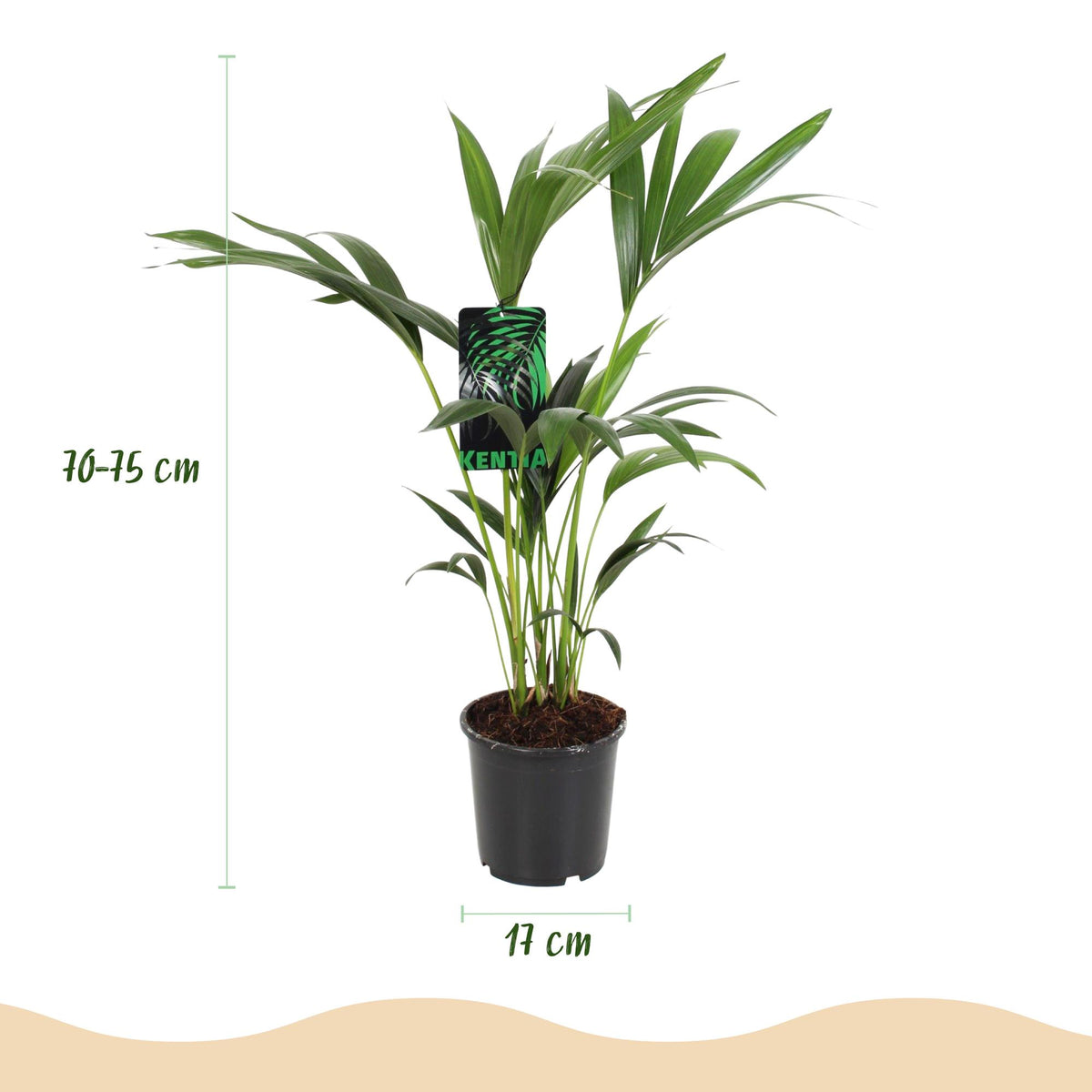 Green boutiQ - Zimmerpflanze - Howea Forsteriana - Kentia-Palme - Pflegeleicht - Grün - 2 Pflanzen - Topf 17cm - Höhe 70-75cm