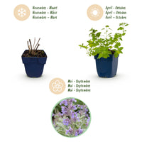 Green boutiQ - Perennial - Nepeta faassenii - Catnip - Bee and butterfly attractors - Purple - 6 Plants - Pot 11cm - Height 15-25cm