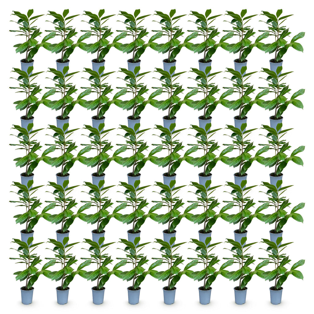 Green boutiQ - 40x Prunus laur. Rotundifolia - Laurier-cerise - Plantes de haie - Persistant - Vert - Pot 9cm - Hauteur 25-35cm