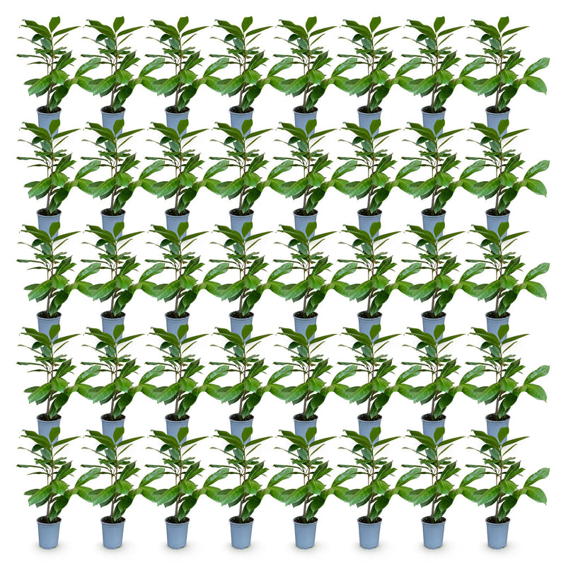 Green boutiQ - 40x Prunus laur. Rotundifolia - Laurierkers - Haagplanten - Groenblijvend - Groen - Pot 9cm - Hoogte 25-35cm