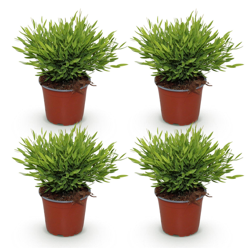 Green boutiQ - Zimmerpflanze - Bambusa Pogonatherum Monica - Bambusgras - Haustierfreundlich - Grün - 4 Pflanzen - Topf 12 cm - Höhe 30-35 cm