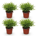 Green boutiQ - Zimmerpflanze - Bambusa Pogonatherum Monica - Bambusgras - Haustierfreundlich - Grün - 4 Pflanzen - Topf 12 cm - Höhe 30-35 cm