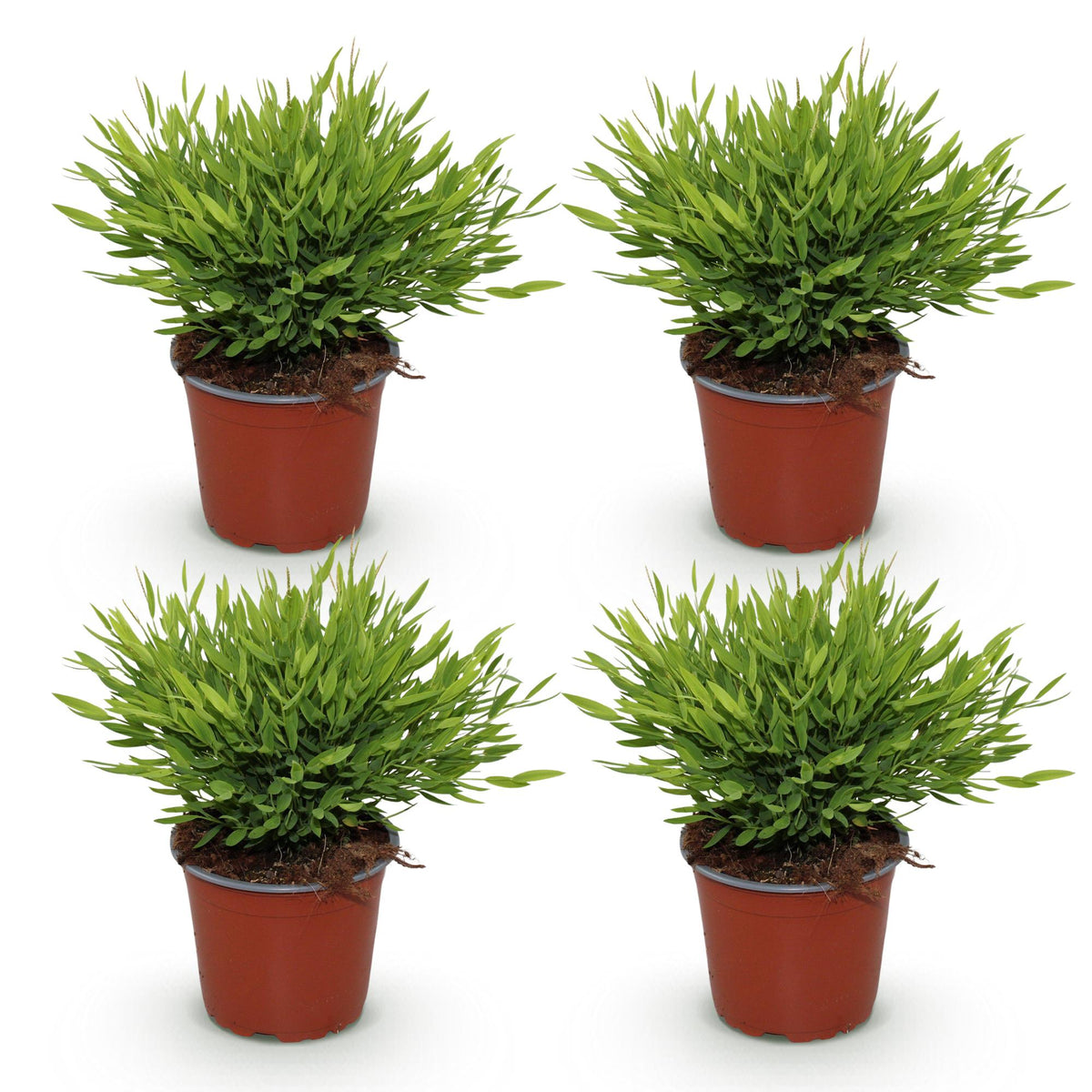 Green boutiQ - Plante d'intérieur - Bambusa Pogonatherum Monica - Bambou nain - Adapté aux animaux domestiques - Vert - 4 plantes - Pot 12cm - Hauteur 30-35cm