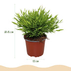 Green boutiQ - Zimmerpflanze - Bambusa Pogonatherum Monica - Bambusgras - Haustierfreundliche Pflanze - Grün - 2 Pflanzen - mit Topf Weiß - Topf 12cm - Höhe 20cm