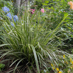 Green boutiQ - Graminées ornementales - Carex morrowii Ice Dance - Blanc & Vert - 1 Plante - Persistant - Rustique - Pot 17cm Hauteur 50cm