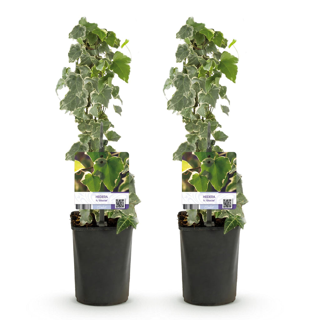 Green boutiQ - Plante grimpante - Hedera helix - Feuillage vert - Persistant - 2 plantes - Pot 11cm Hauteur 40cm